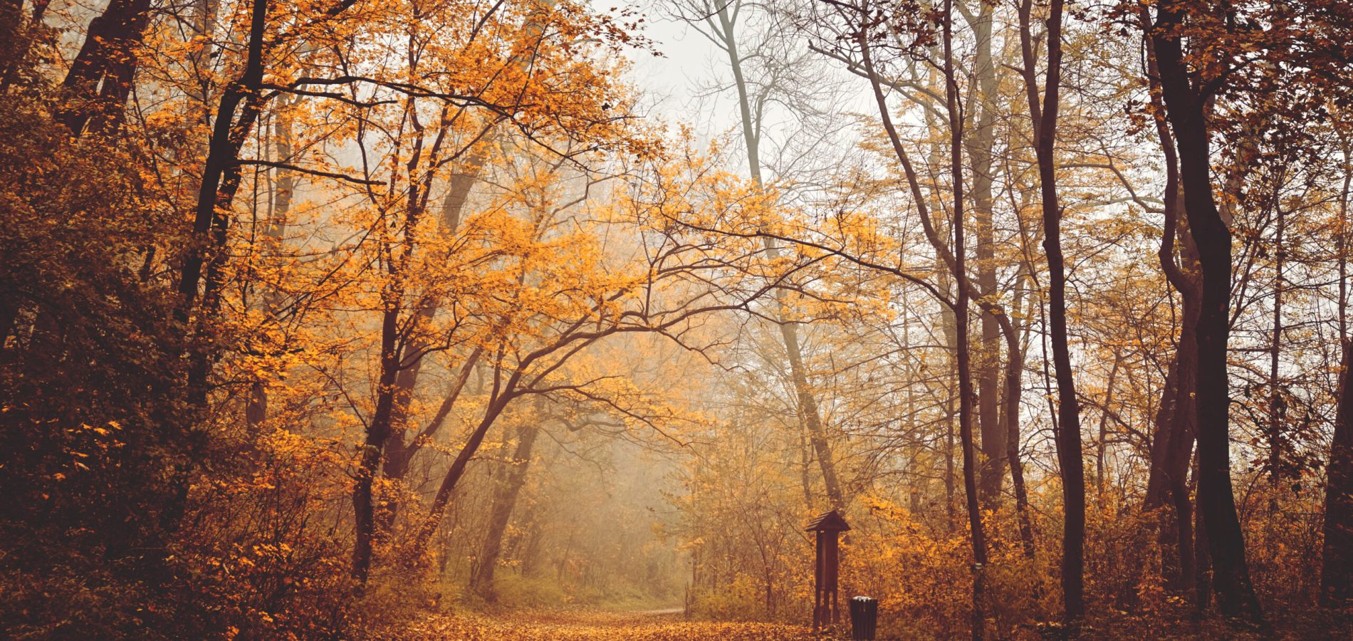 Autumn forest road